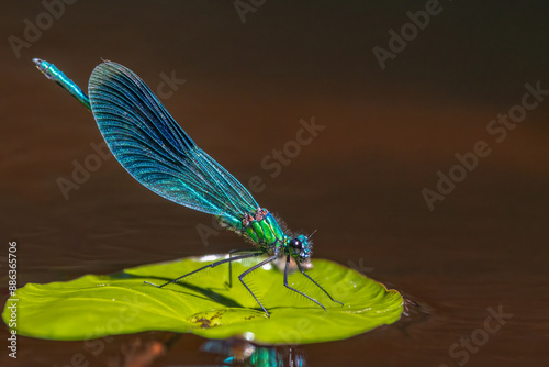 Vibrant blue demoiselle (Calopteryx virgo) dragonfly with iridescent wings resting on a water lily leaf by the river photo