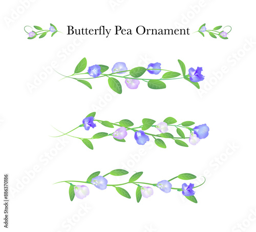 blooming butterfly pea flower banner on background