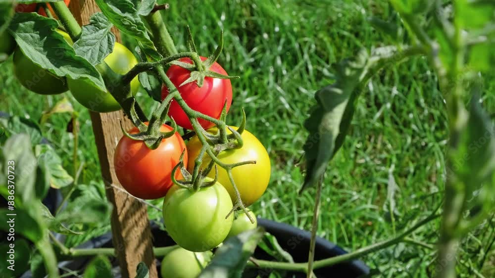 Beautiful tomatoes growing on the plant in the pot. Stages of vegetable ripening: red, yellow, green. Fresh and tasty harvest. Drought and poor soil. Ecological food problem. Copy space. Home garden Beautiful tomatoes growing on the plant in the pot. Stages of vegetable ripening: red, yellow, green. Fresh and tasty harvest. Drought and poor soil. Ecological food problem. Copy space. Home garden