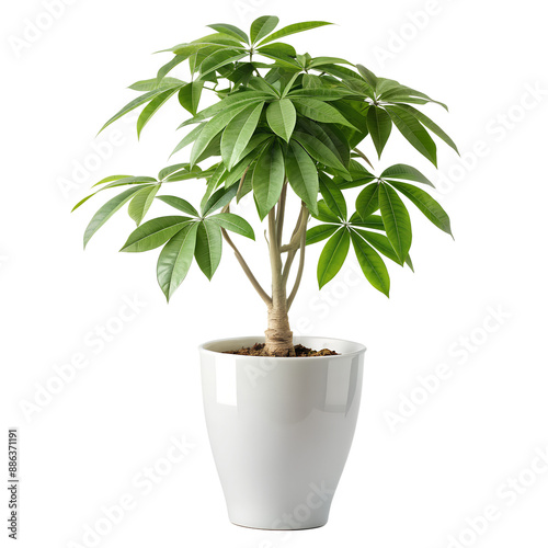 Pachira aquatica tree white transparent background png download