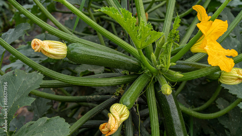 Zucchini bush growing in a greenhouse. The vibrant green leaves and zucchini with their yellow flowers create a lush and productive agricultural setting, ideal for agricultural and gardening content.