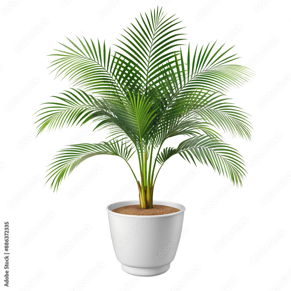 Isolated Palm Tree on White Background for Tropical Design Projects PNG Download Isolated Palm Tree on White Background for Tropical Design Projects PNG Download