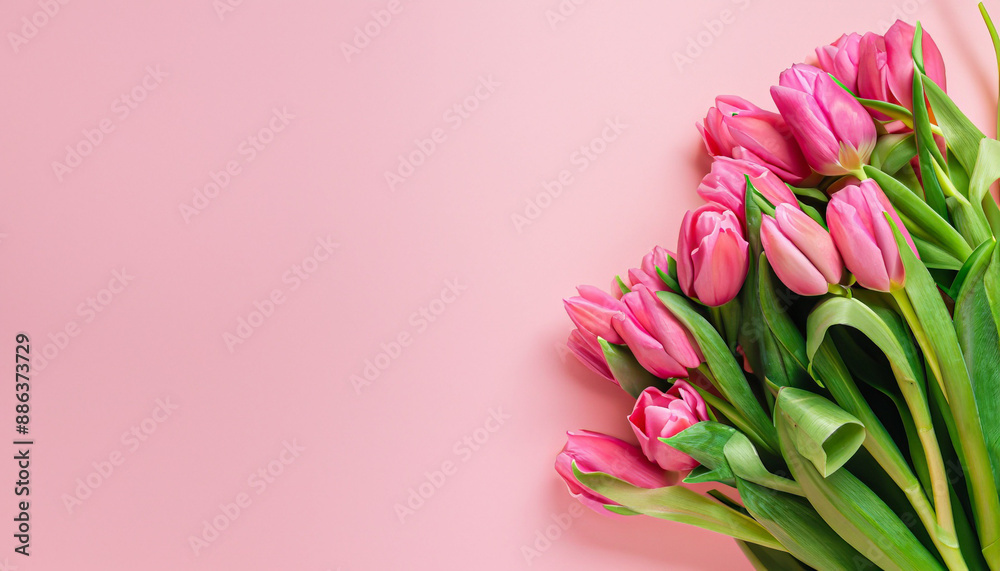 tulips bouquet on pink background with copyspace tulips bouquet on pink background with copyspace