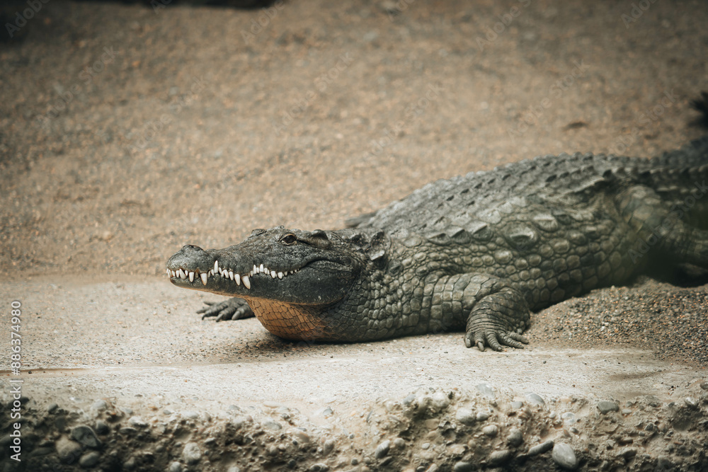 Obraz premium Krokodil