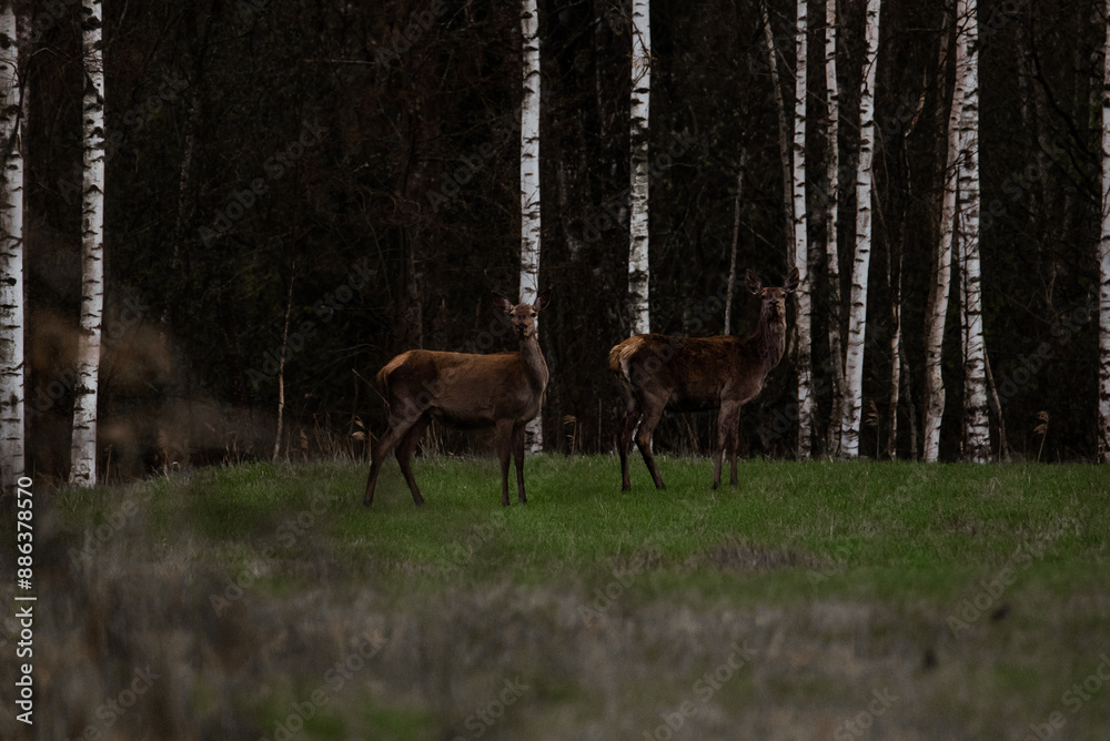 Fototapeta premium Two deer standing side by side in the Naliboki Forest, a nature reserve, surrounded by trees and foliage.