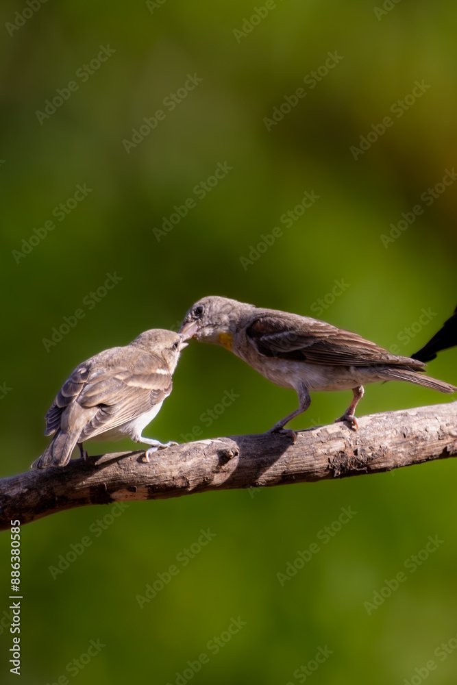 Fototapeta premium Bird kissing