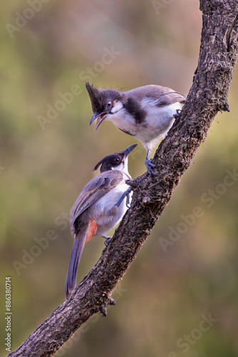 Birds in pair, love birds, couple 