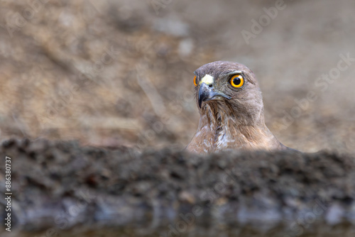 black kite face