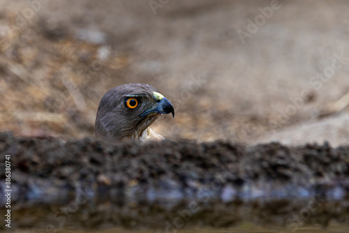 Black Kite Face