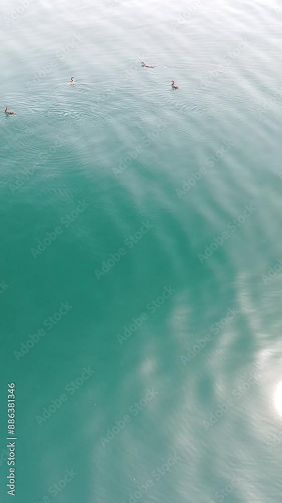 Vertical aerial view of Cormorants flock swimming on calm sea. Flock of Great Cormorants - Phalacrocorax carbo. School of black migratory birds rest on sea along the coast. Season and climate change Vertical aerial view of Cormorants flock swimming on calm sea. Flock of Great Cormorants - Phalacrocorax carbo. School of black migratory birds rest on sea along the coast. Season and climate change