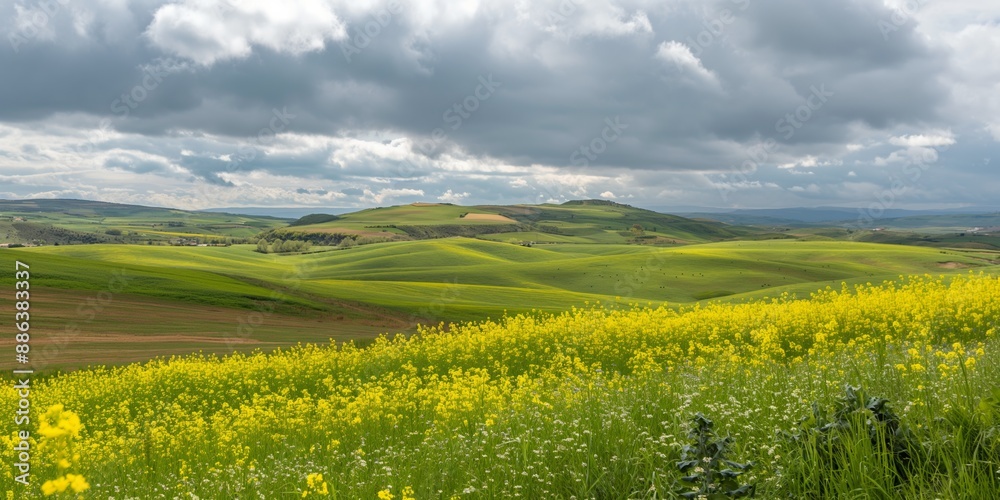 A field of yellow flowers with a cloudy sky in the background A field of yellow flowers with a cloudy sky in the background