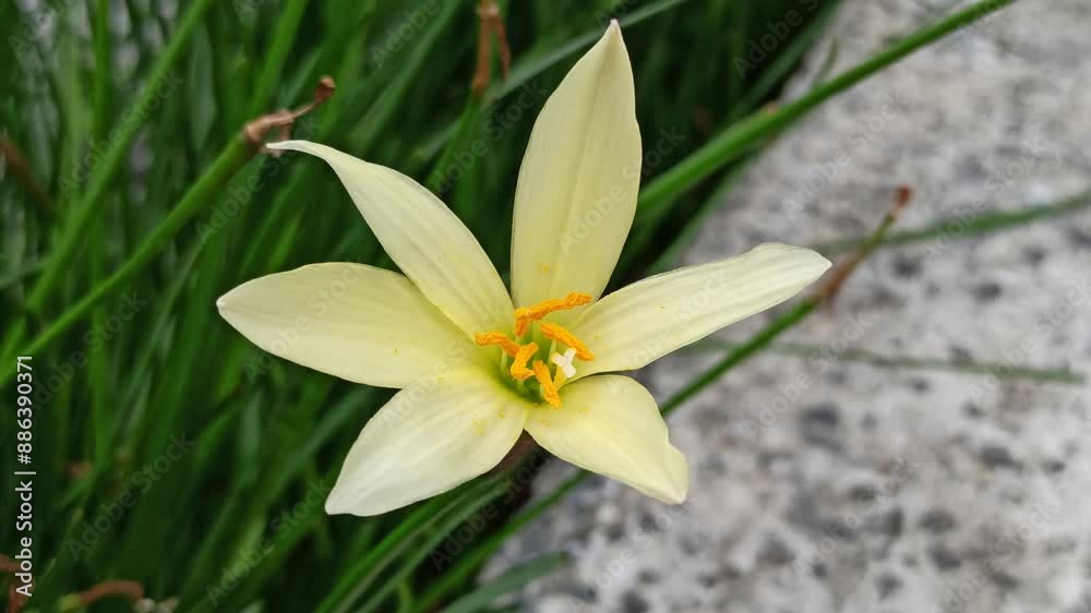 Zephyranthes Candida or rain lily Zephyranthes Candida or rain lily