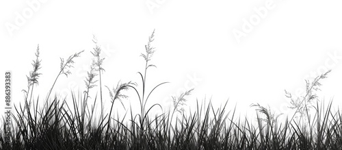 Grass silhouette borders on a white background showcase a copy space image.