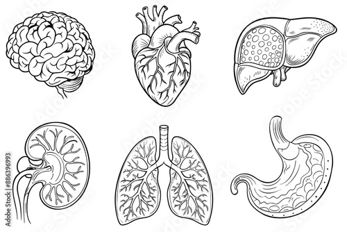 Set of isolated icons with different human internal organs cartoon style