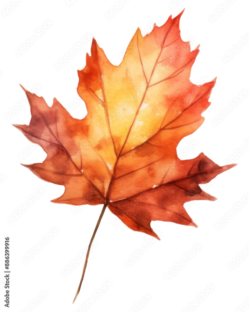 Fototapeta premium PNG Fall leaf maple plant tree.