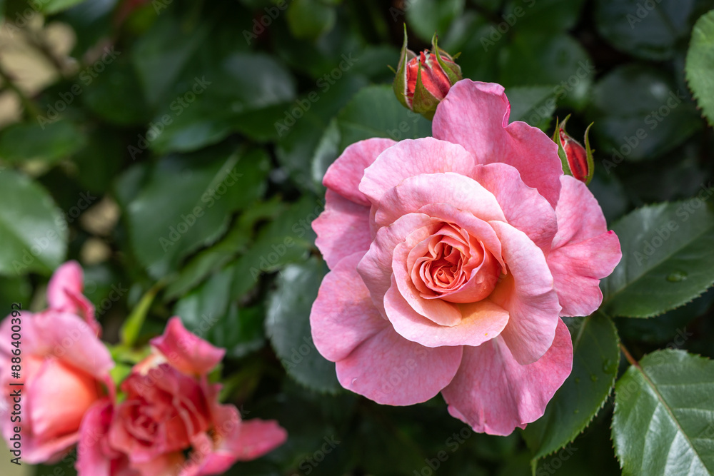 Beautiful orange rose flower blooming in the rose garden in Izu. Beautiful orange rose flower blooming in the rose garden in Izu.