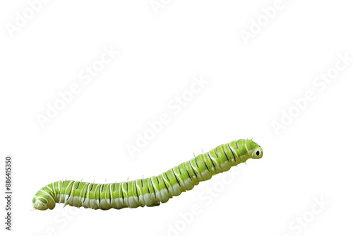 A Lush Green Caterpillar Curled Up Near a Potted Plant on a White or Clear Surface PNG Transparent Background photo