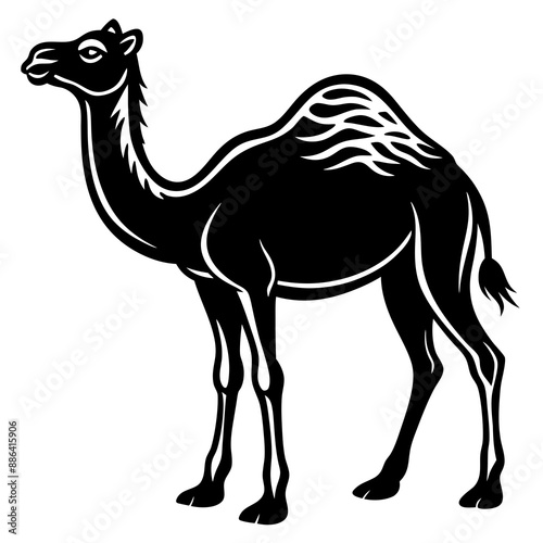 Camel isolated on a white background