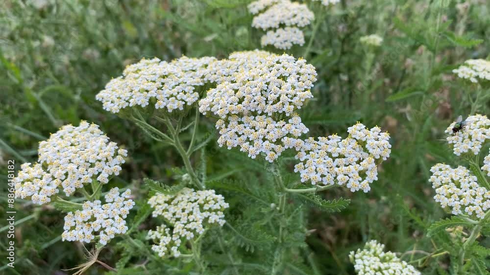 Flowering yarrow millefoil Achillea millefolium, a herbaceous plant from the aster family. Flowering yarrow millefoil Achillea millefolium, a herbaceous plant from the aster family.