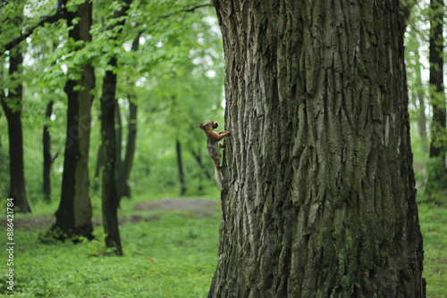 squirrel on a tree trunk in the forest photo