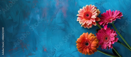 Vibrant gerbera blossoms on...