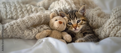A small adorable kitten cud...