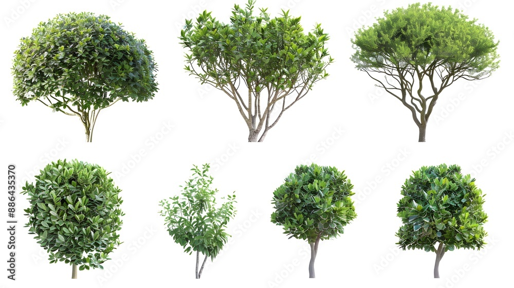 Set of Bush, Dwarf trees, ornamental trees, shrubs., Siamese rough bush, pruning tree for garden decoration Set of Bush, Dwarf trees, ornamental trees, shrubs., Siamese rough bush, pruning tree for garden decoration