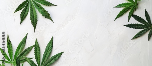 Cannabis leaves displayed o...