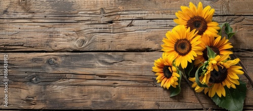 Sunflowers displayed agains...