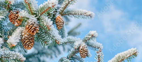 Close up of a green spruce ...
