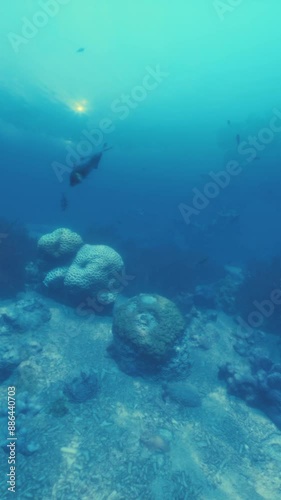 Wallpaper Mural A school of fish swimming above a sandy seabed in a vibrant coral reef Torontodigital.ca