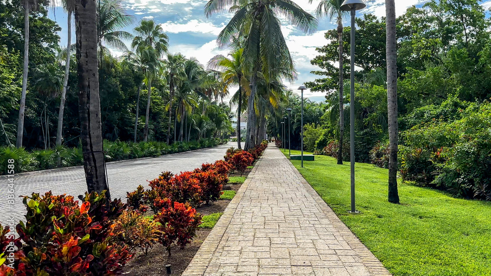 Obraz premium Walking along an avenue full of tropical plants and Cordyline fruticosa Rubra, surrounded by the natural and tropical environment of Mexico, an ideal place to relax and live a unique lifestyle.