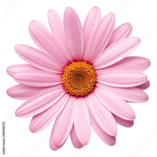 PNG A pink mini daisy flower petal plant white.