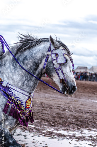 Thundering Hooves and Echoes of Tradition: The Moroccan Tbourida photo