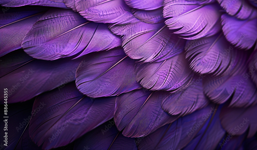 Violet purple feathered background, abstract natural texture wallpaper with copy space for text or design. Beautiful bird feather pattern close up. Violet purple feathered background, abstract natural texture wallpaper with copy space for text or design. Beautiful bird feather pattern close up.