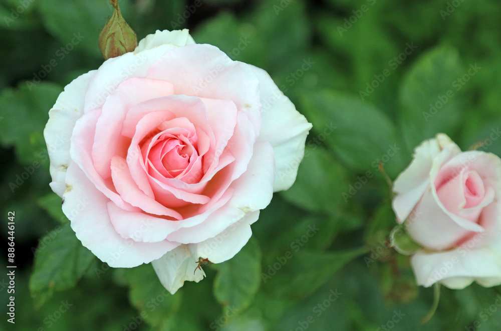 Closeup of a pink Rose bloom, North Yorkshire England
Closeup of a pink Rose bloom, North Yorkshire England