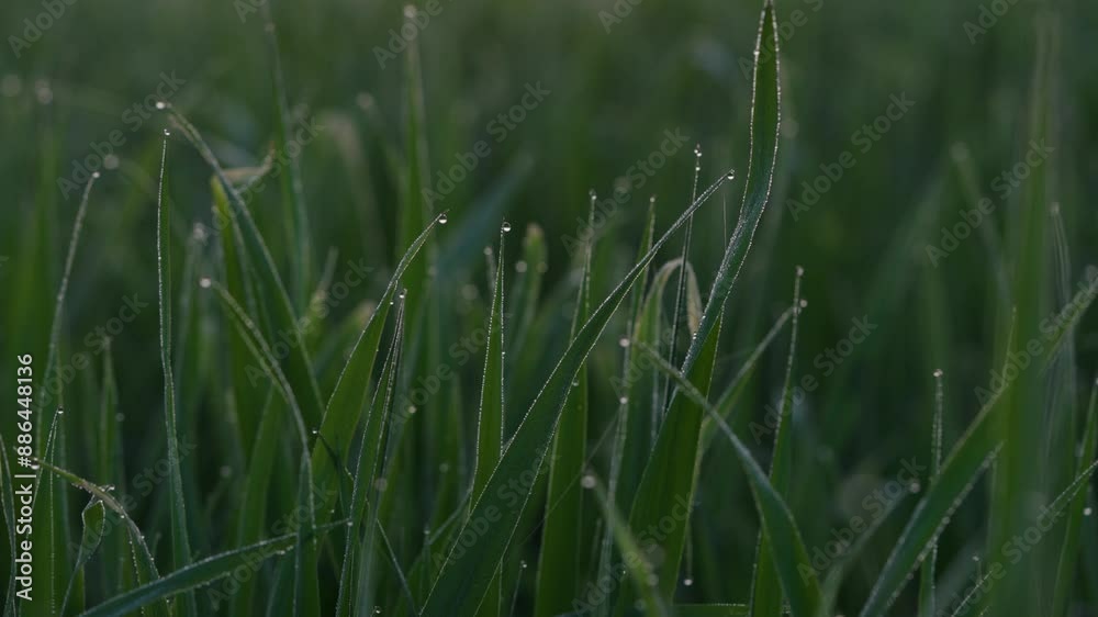 Lush green grass leaves and stems with shiny dew drops in early morning closeup. Fresh summer meadow with growing wild plants and small raindrops against red sunrise sun. Dawn time calmness enjoying Lush green grass leaves and stems with shiny dew drops in early morning closeup. Fresh summer meadow with growing wild plants and small raindrops against red sunrise sun. Dawn time calmness enjoying