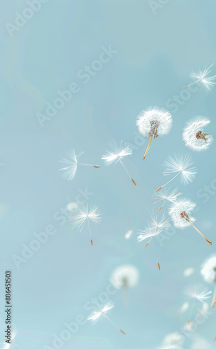 Dandelion seeds blowing in the wind on blue sky background soft pastel colors.