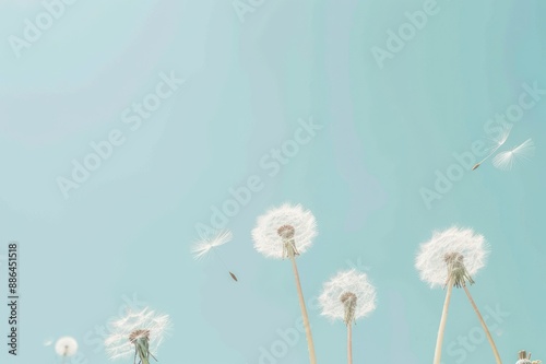 Dandelion seeds blowing in the wind on blue sky background soft pastel colors.