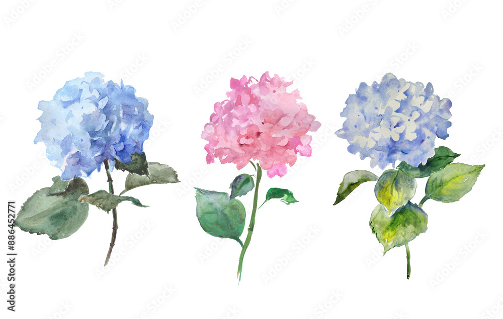 Watercolor hand painted illustration of blue  and
 pink hydrangeas , flowers, hydrangea, watercolor, floral illustration, blossom, bloom	