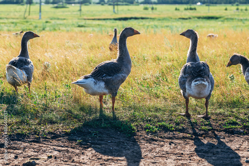 Quadro su tela Domestic gray geese on a meadow