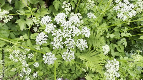 Aegopodium podagraria photo