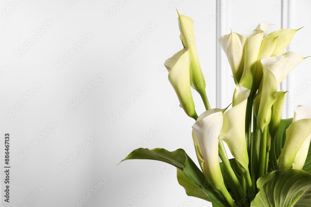 Fototapeta premium Beautiful calla lily flowers on white background, space for text