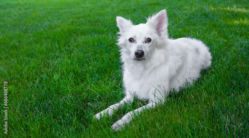 Big fluffy white dog lies on a green lawn among grass and relaxing. Animal, pet, friend and companion