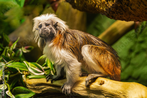 Cotton top Tamarin, (Saguinus oedipus), on a trunk, surrounded by vegetation photo