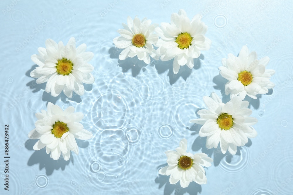 Beautiful daisy flowers in water on light blue background, top view. Space for text Beautiful daisy flowers in water on light blue background, top view. Space for text
