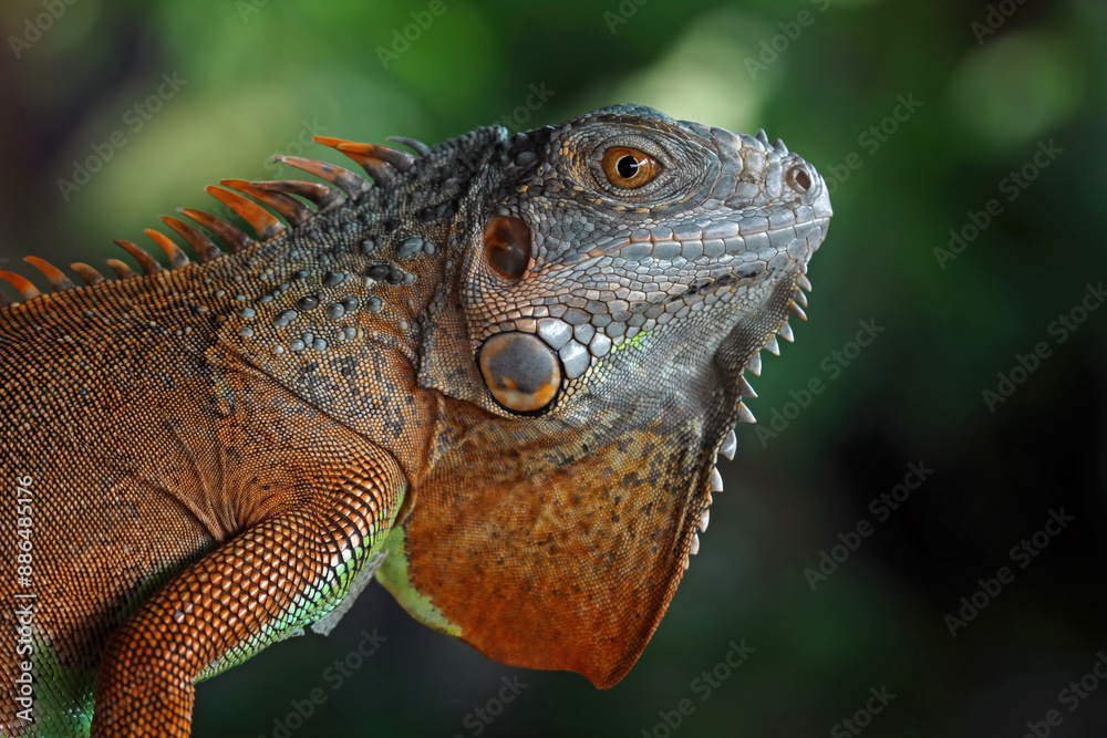 Red iguana head and spikes, closeup head of green iguana, animal closeup Red iguana head and spikes, closeup head of green iguana, animal closeup