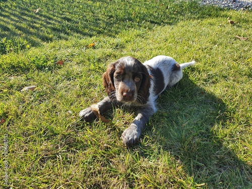 Polish Hunting Spaniel photo