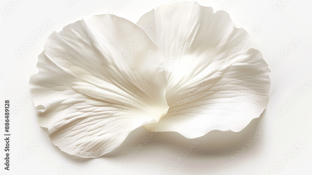 white rose on white background, top down photo of a petal white rose on white background, top down photo of a petal