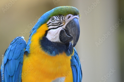 Animaux